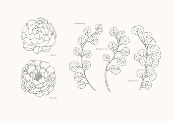Minimalist Hand Drawn Eucalyptus and Peony Illustration