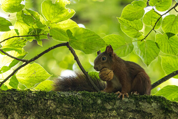 Squirrel on a tree