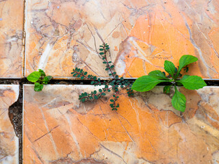 Weeds grow in the gaps between the ceramic tiles of the house.