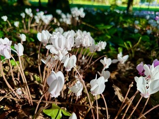 Close-up and wide view of blooming Cyclamen hederifolium in a shaded woodland setting during autumn, showcasing pink and white flowers surrounded by ivy and fallen leaves