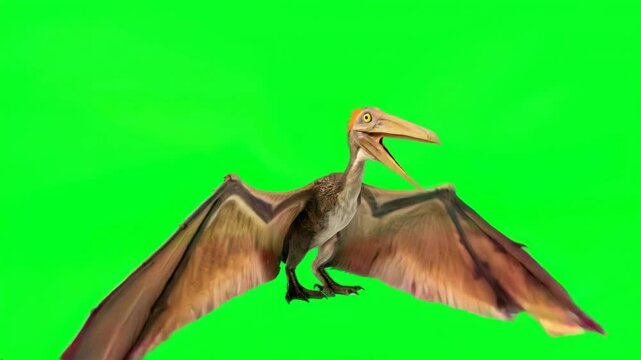 Pteranodon with outstretched wings, set against a bright green background, showcasing its distinct features and prehistoric appeal