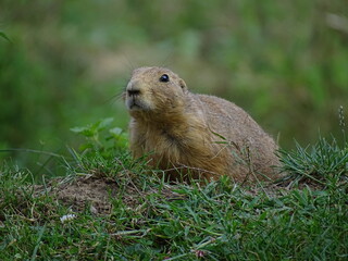 prairie dog eating