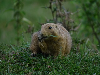prairie dog eating