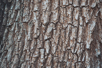 Texture of the bark of a tree.  background of old tree bark. the textured surface of the old tree...