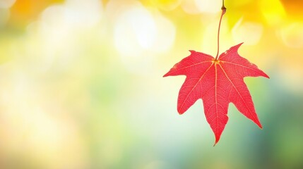 Fototapeta premium Bright Red Maple Leaf Hanging from Branch Against Soft Background