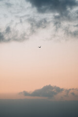 Bird soaring in pastel twilight sky with soft clouds during sunset in serene