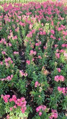 pink flowers in the garden park blossom spring 