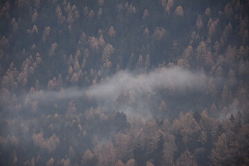 Hochwald mit Nebelschleier