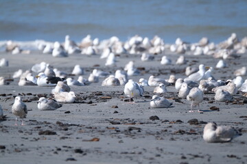 Vogelschwarm am Strand