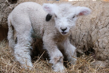Lämmchen, Texel Schaf