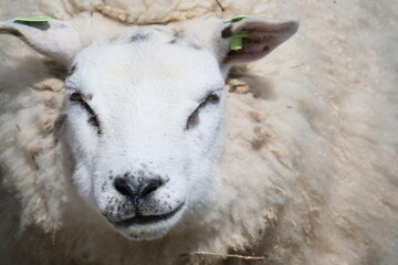 Texel schaf