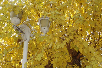 A charming photograph of an elegant street lamp surrounded by lush green and yellow foliage of...