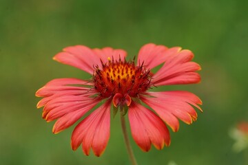 Colorful closeup on a bright red flower of irewheel or Blanket flower, Gaillardia aristata in the garden