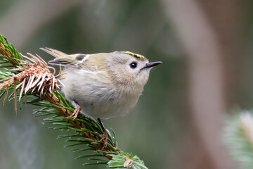 goldcrest
