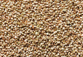 Fototapeta premium Green buckwheat groats, close up view, macro. Buckwheat background