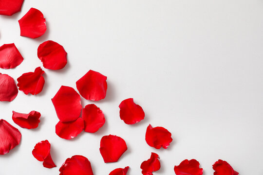 Beautiful red rose petals on grey background