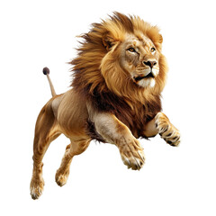 Obraz premium Majestic Lion Roaming in Nature: A Symbol of Strength and Power in the Wild Showcase