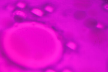 Fluid abstract art of floating oil bubbles and colorful water patterns.