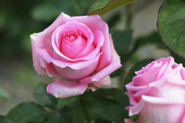 Close-up of a blooming pink rose against a background of blurred green leaves. Beautiful summer flowers bloom in a city park.