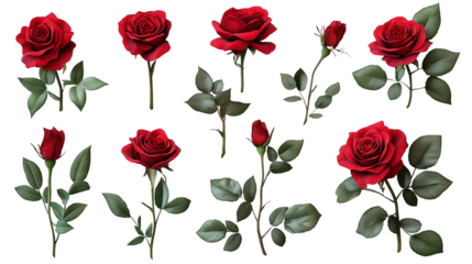 collection of red roses in various stages of bloom, isolated on a white background. The image highlights the beauty, elegance, and symbolism of roses
