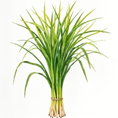 Fototapeta premium Fresh lemongrass bunch displayed against white backdrop. Watercolor style illustration captures vibrant green leaves, light beige stems. Bundle tied with natural material. Botanical image of healthy,