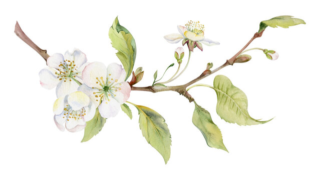 Cherry sakura white flower with green leaves on branch, hand drawn in watercolor, wildflower botanical illustration. Isolated garland composition. Scrapbooking, florist shop, decoupage, wedding cards
