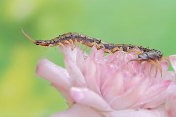 A centipede is hunting for small insects in the flowers of wild plants. This multi-legged animal has the scientific name Scolopendra morsitans.