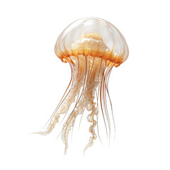 Majestic Jellyfish Gliding Gracefully Through the Crystal Clear Ocean Waters