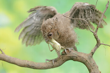 A young Javan scops owl hunts for small insects on dry tree branches. This nocturnal bird has the...