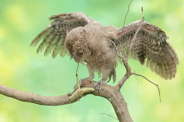 A young Javan scops owl hunts for small insects on dry tree branches. This nocturnal bird has the scientific name Otus lempiji.