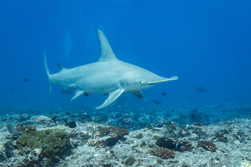 Obraz premium Hammerhead shark, French Polynesia