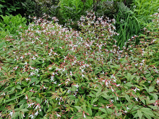 Gillenia trifoliata a spring summer flowering perennia plant with a white springtime summertime...