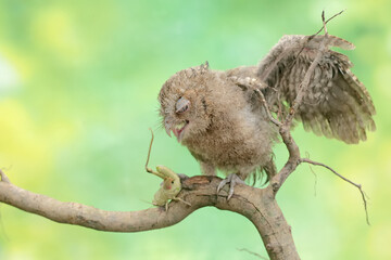 A young Javan scops owl hunts for small insects on dry tree branches. This nocturnal bird has the scientific name Otus lempiji.