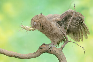 A young Javan scops owl hunts for small insects on dry tree branches. This nocturnal bird has the...