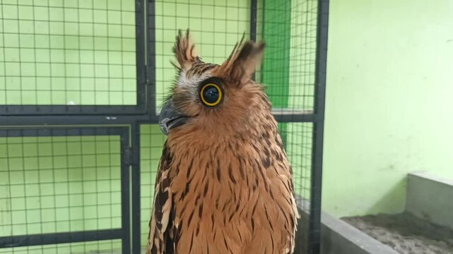 Malay fish owl with big eyes and brown feathers