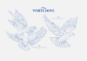 Minimalist Hand Drawn Line Art of White Dove Illustration