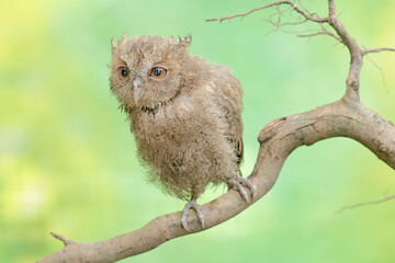 A young Javan scops owl hunts for small insects on dry tree branches. This nocturnal bird has the scientific name Otus lempiji.