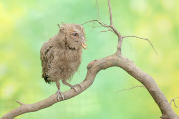 A young Javan scops owl hunts for small insects on dry tree branches. This nocturnal bird has the scientific name Otus lempiji.