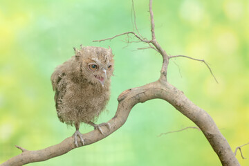 A young Javan scops owl hunts for small insects on dry tree branches. This nocturnal bird has the scientific name Otus lempiji.