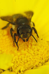 Closeup on a female Patchwork leafcutter bee, Megachile centuncularis on a yellow flower