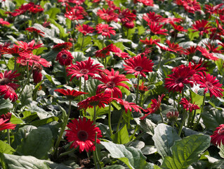 red gerbera daisy in the garden