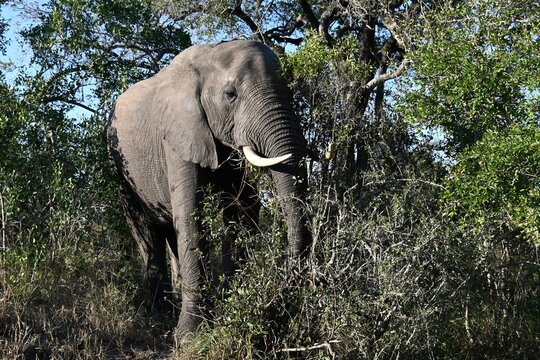 Elephant in thight bush