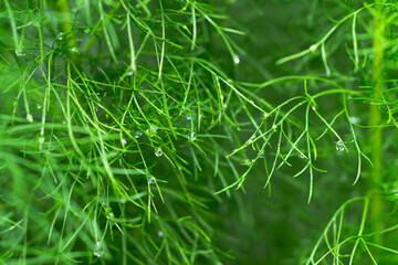 Beautiful blurry background of leaves in lush. Beauty in nature