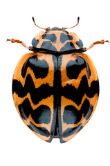 Coccinelle de Tasmanie (Cleobora mellyi)