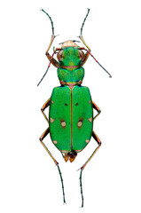 Coléoptère Cicindèle Champêtre (Cicindela campestris)