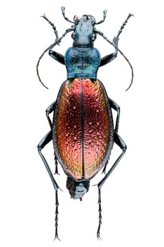 Col&eacute;opt&egrave;re Carabe espagnol (Carabus hispanus)