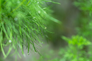 Beautiful blurry background of leaves in lush. Beauty in nature