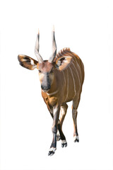 mountain bongo isolated on white background