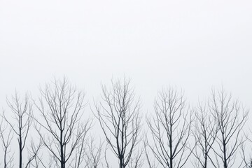 Leafless trees reaching a white sky: winter minimalism