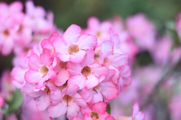 Fototapeta premium close-up of a cluster of pink flowers. The flowers have a gradient of pink shades, with darker pink edges and lighter pink centers.